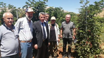 İl Müdürü Macit'den en büyük böğürtlen bahçesi ziyaret