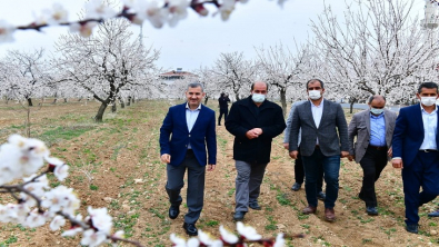 Kayısı bahçelerinde kartpostallık görüntüler