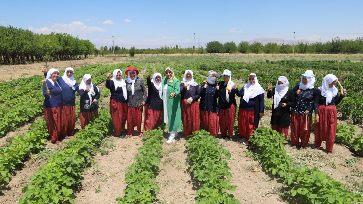 Battalgazi'nin Gönüllü Kadınları, İlk Hasatlarını Topladı