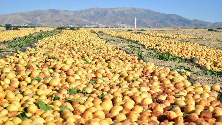 Malatya’da Kayısı Hasadı Başladı